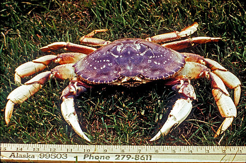 Dungeness crab